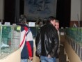 /album/vystava-klin-2009/holuby-30-11-2009-222-jpg/